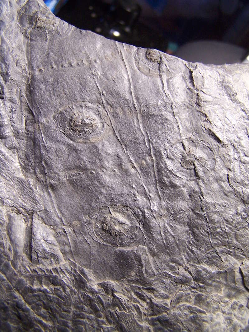 Calamites Schlotheim ,1820. Annularia sternberg , 1822 . - Page 5 100_0610