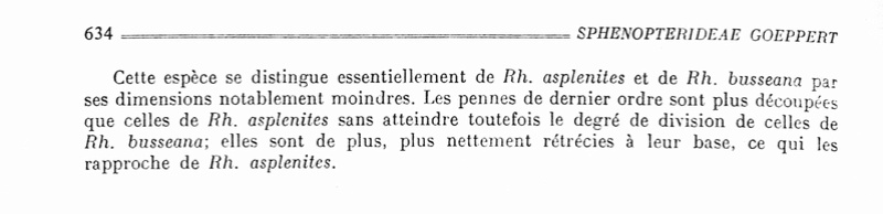 Flore Carbonifère des Alpes Françaises part 2 - Page 2 Bourea12