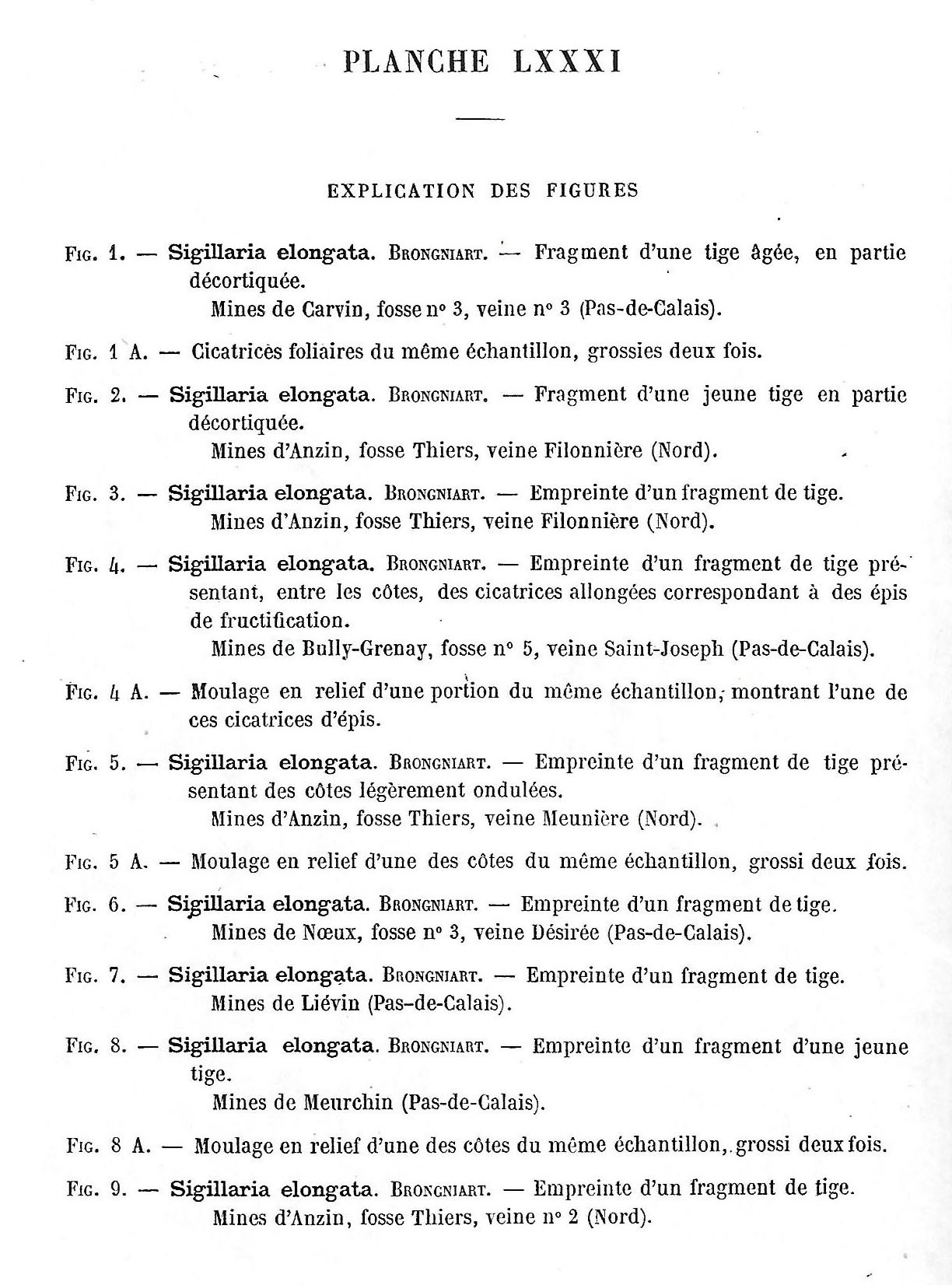 Sigillaria Brongniart ,1822. Syringodendron Sternberg,1820.  - Page 4 Zeille12