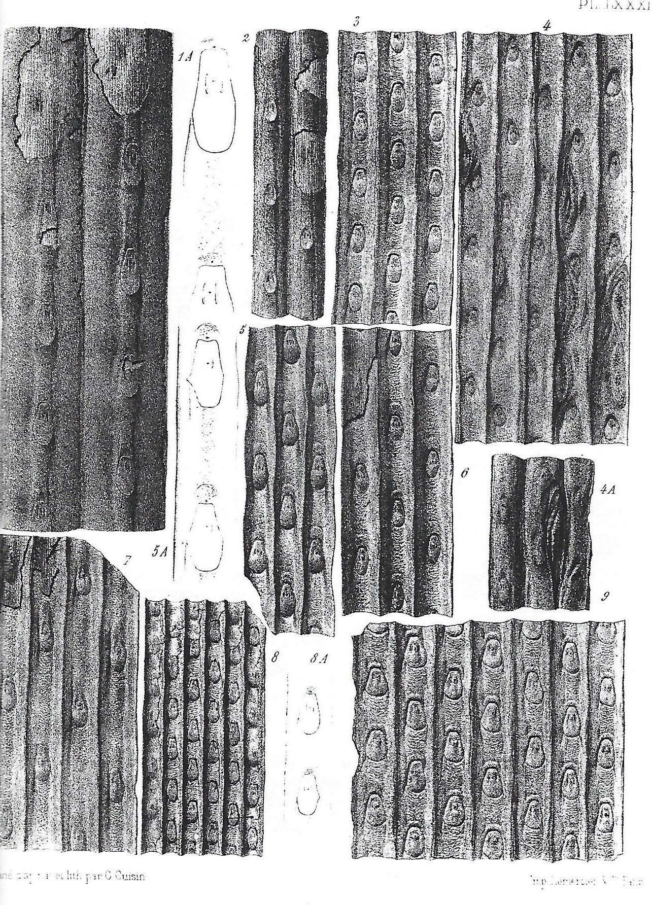 Sigillaria Brongniart ,1822. Syringodendron Sternberg,1820. - Page 4 Zeille13
