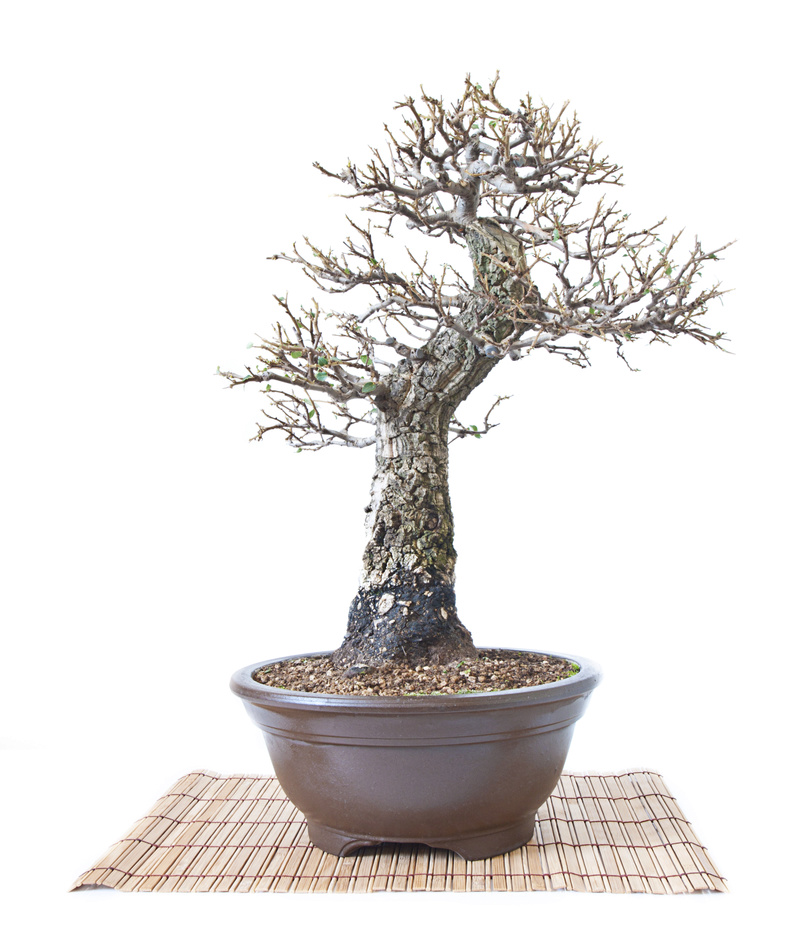 Evolution Cork Oak C54a1410