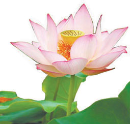 தூய்மைக்குத் தாமரை! Lotus10