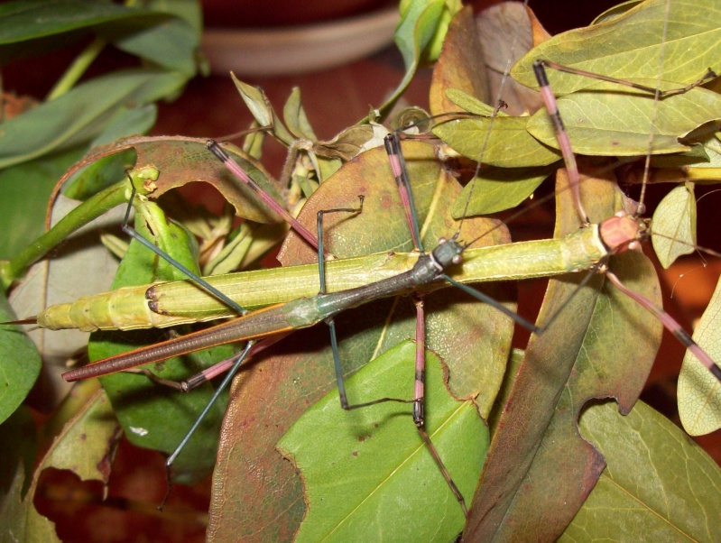 Hemiplasta falcata  PSG n° 285 100_1613