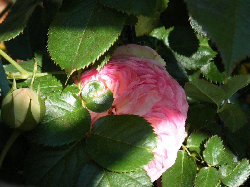 roses et autres fleurs du jardin du jardin Dscf0510