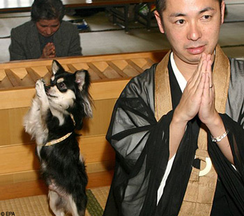 Chó cũng biết cầu nguyện! Dogpra11