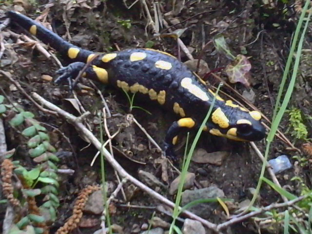 Salamandre P0204110