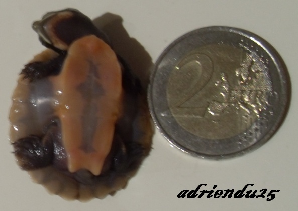 L'Emydure à ventre rouge (Emydura subglobosa ou anc. Emydura albertisii) Repro_10
