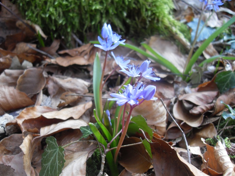 Fleurs bleues Sdc10173