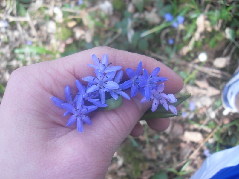 Fleurs bleues Sdc10192