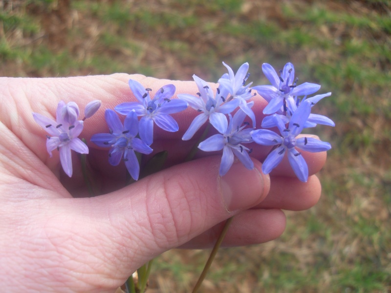 Fleurs bleues Sdc10193
