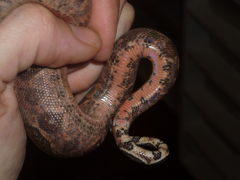 naissance boas honduras Bebe_b29