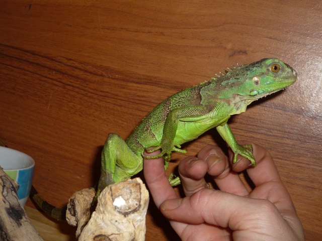 voici mon petit iguane P1010313