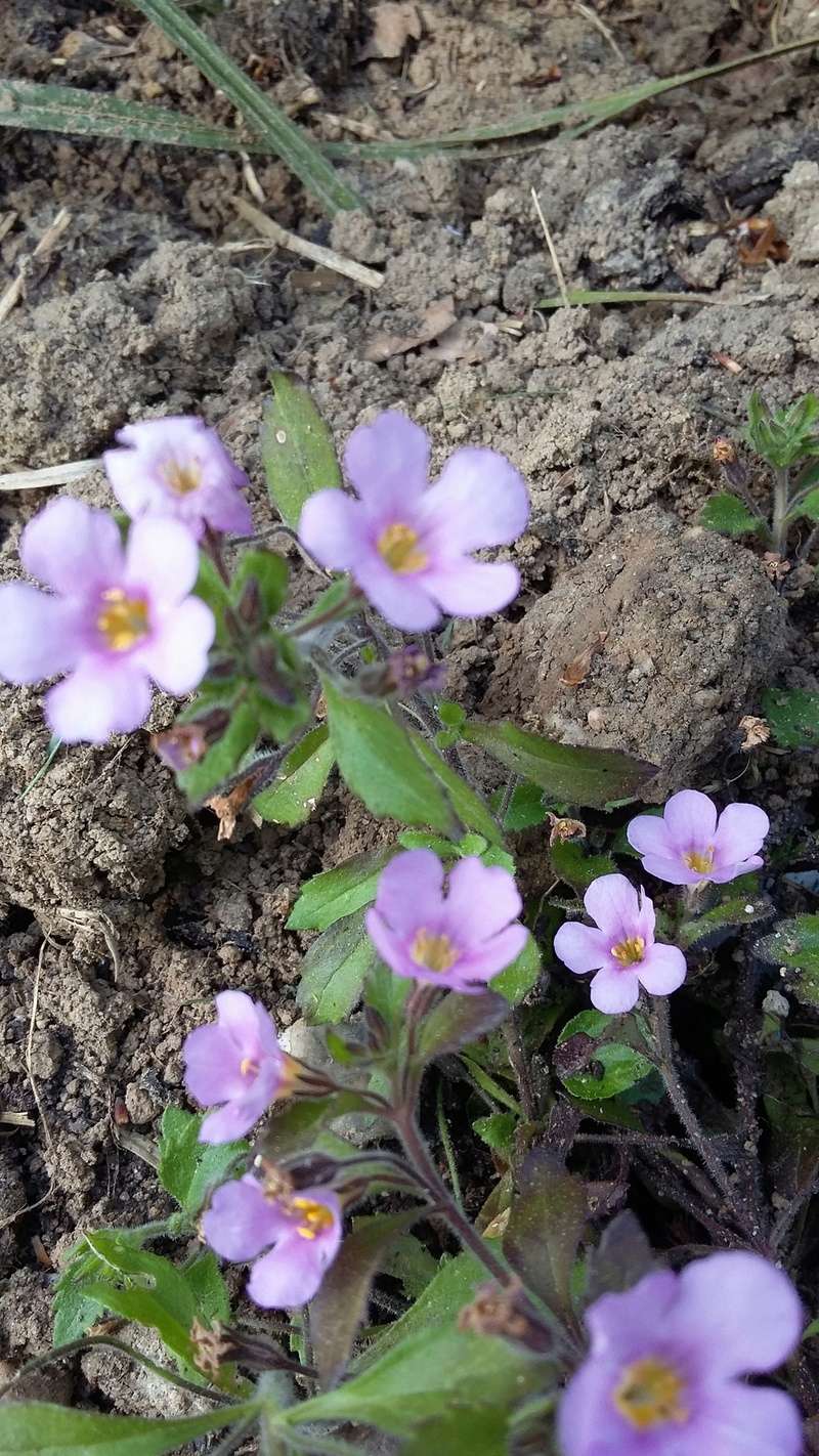 petite inconnue :  bacopa sutera rose Fleurs10