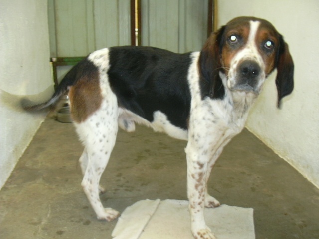BALTO, croisé beagle/épagneul mâle, 4 ans (79) Balto210