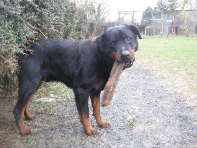 [CANIDES] URGENT: PACHA rott de 10 ans (85) au + tard le 20/11 Pacha110