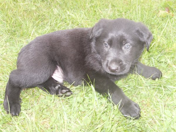 Black, mâle x Labrador à réserver (22) Black110