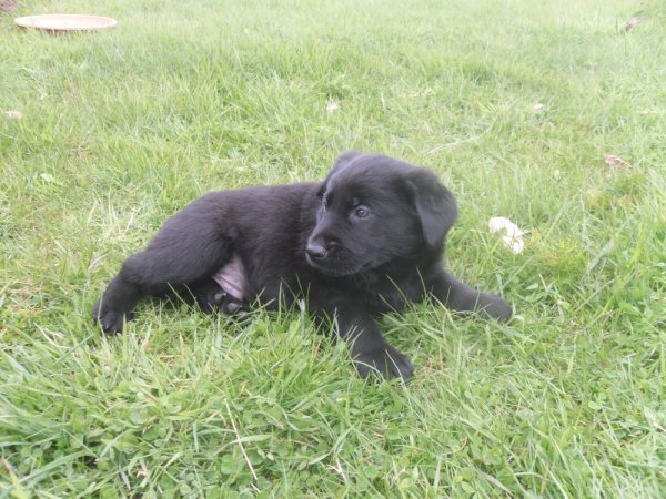 Black, mâle x Labrador à réserver (22) Black210