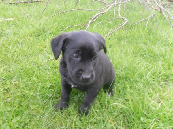 Flower, femelle x Labrador à réserver (22) Flower11