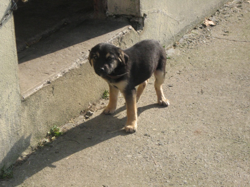 6 chiots x Griffon à réserver (56) Espoir de vivre Foreve12