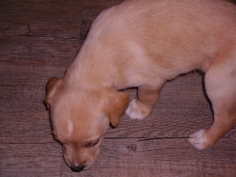 Oscar, mâle x Labrador à réserver (95) Oscar110