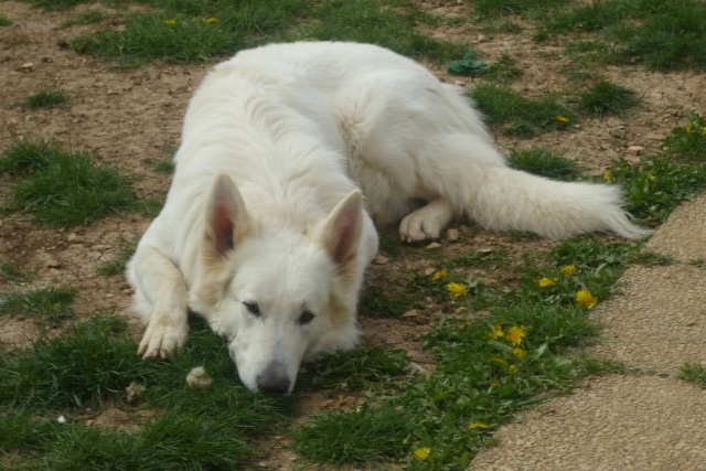 DJIMMY berger blanc suisse LOF 18 mois dept 16 Mars_a14