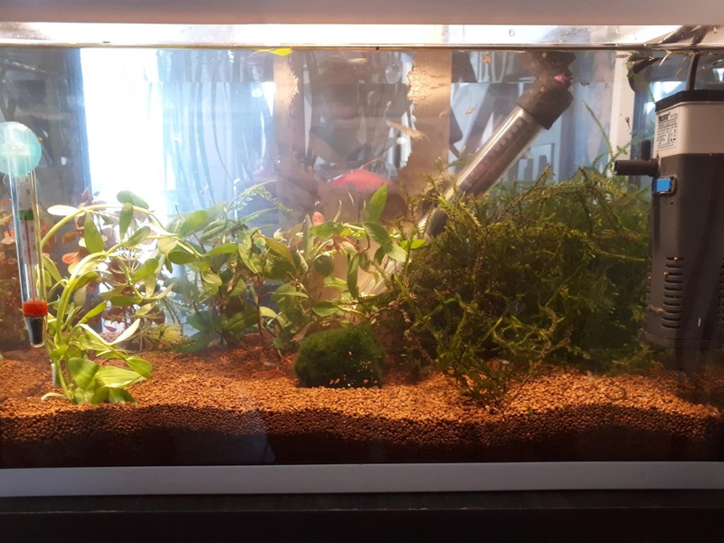 Mes 2 aquariums "exotiques" Thumbn10