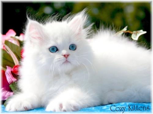 معلومات عن القط الشيرازي او الفارسي بالصور والفيديو  6639-110
