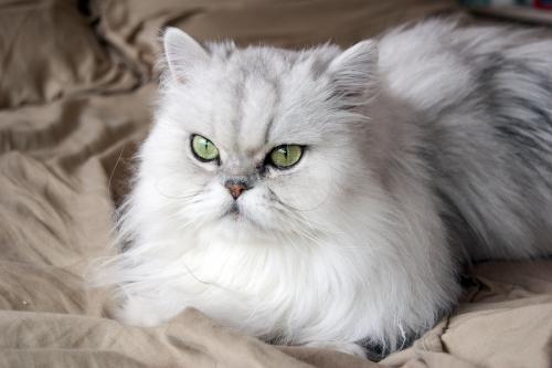 معلومات عن القط الشيرازي او الفارسي بالصور والفيديو  6639-410