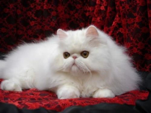 معلومات عن القط الشيرازي او الفارسي بالصور والفيديو  6639-710