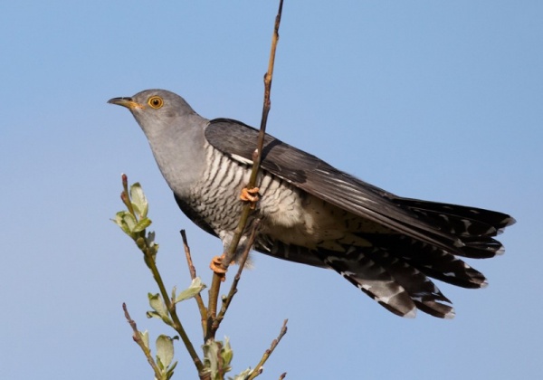 معلومات عن طائر الوقواق المخادع بالصور والفيديو  Cuckoo10