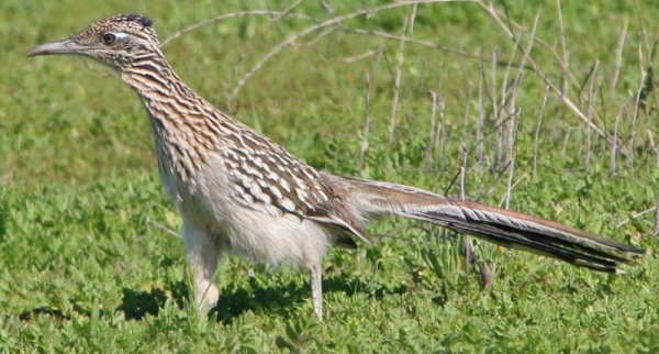 معلومات عن طائر الوقواق المخادع بالصور والفيديو  Cuckoo15