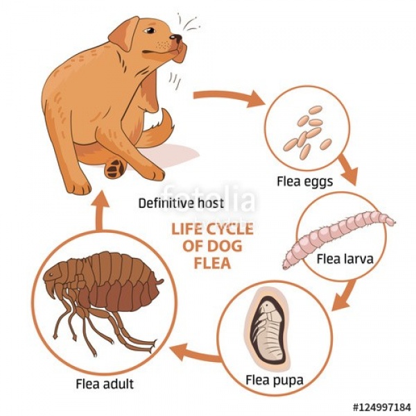 دورة حياة البراغيث ومراحل تطورها Fleas-10