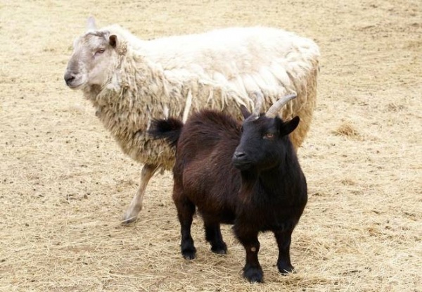 ما هو الفرق بين الماعز والغنم ؟  Sheep-12