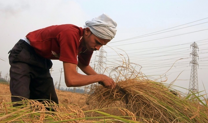 كيف يفاقم السد الإثيوبي أزمة زراعة الأرز في مصر؟ 04092710