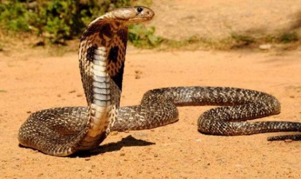 اسرار لا تعرفها عن ثعبان ملك الكوبرا بالفيديو  Snake-10