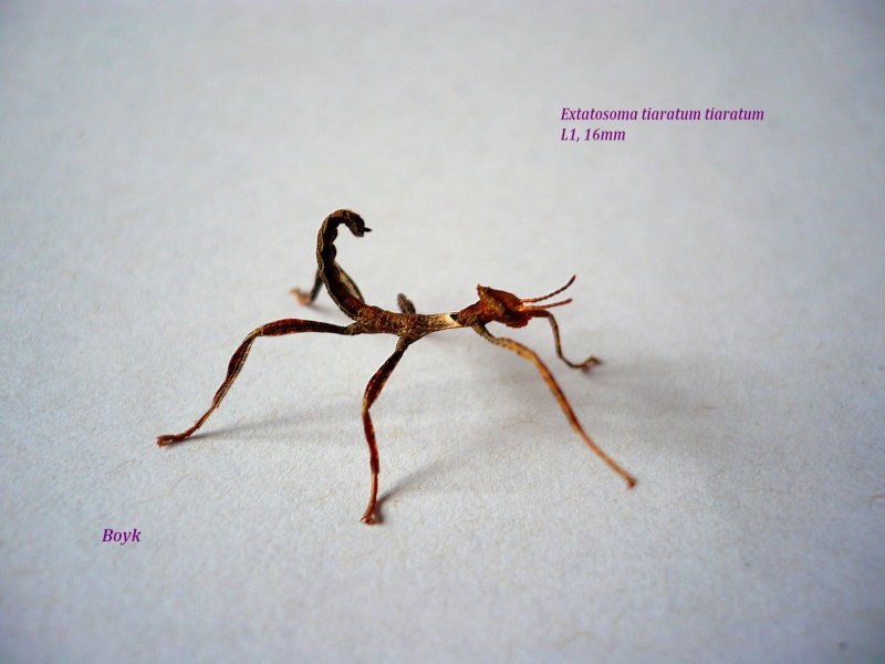 Extatosoma tiaratum - (P.S.G n° 9) Et110