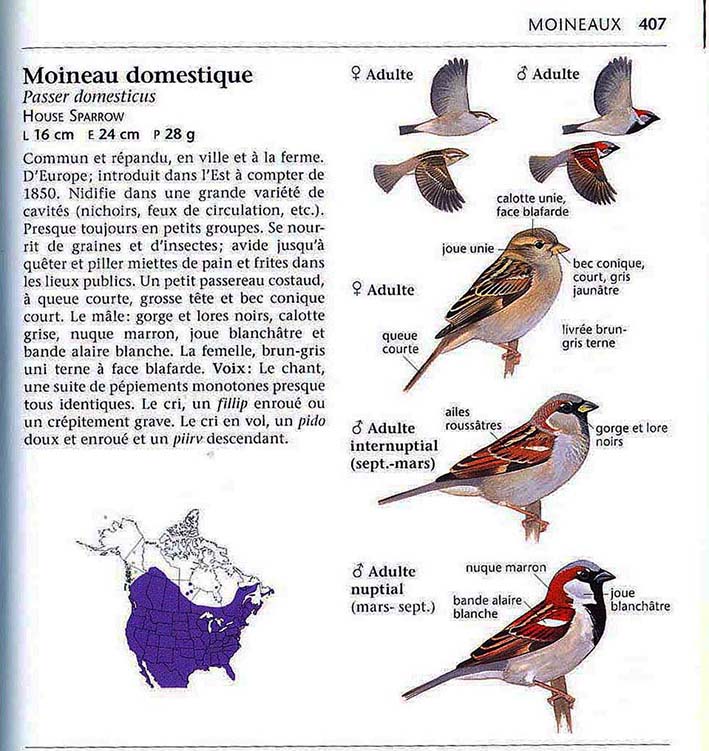 Mon ami, le Moineau domestique Img10