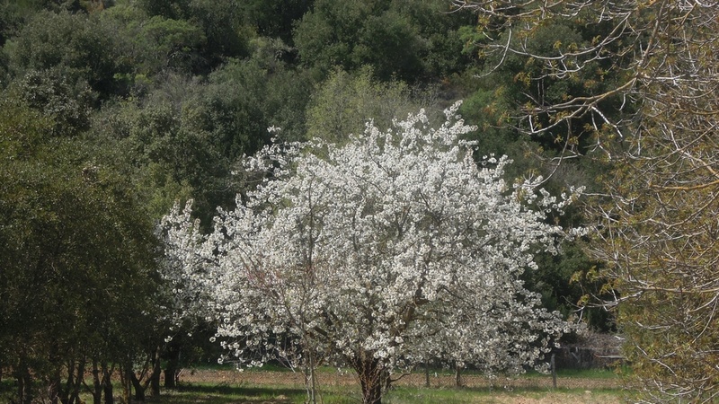 Randonnée plus calme de JM à Bras le jeudi 19 Avril  2018 Dscn9635