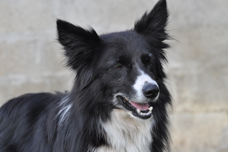 [adoptée] SABAH (ex TAbatha), border collie de 7 ans Dsc_0032