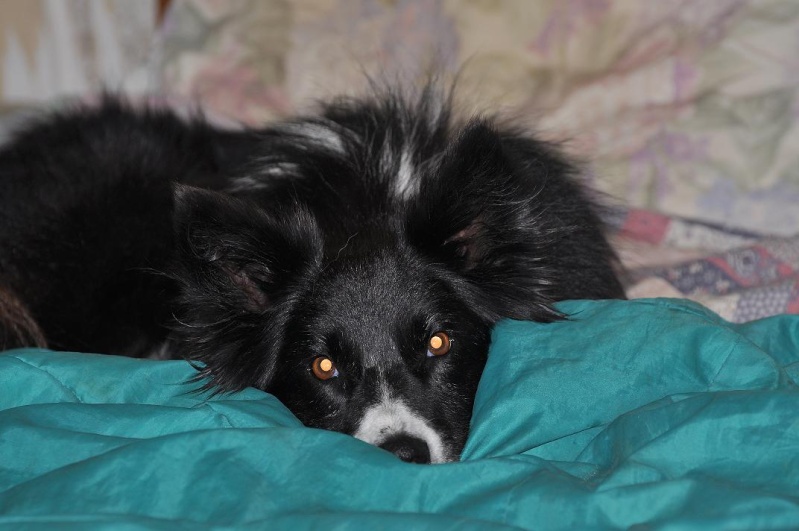 [adoptée] SABAH (ex TAbatha), border collie de 7 ans Dsc_0222