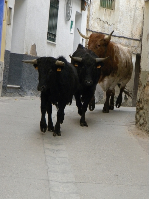 PARACUELLOS DE LA RIBERA (ZARAGOZA) GANADERIA "EL RUISEÑOR" Dscn1416