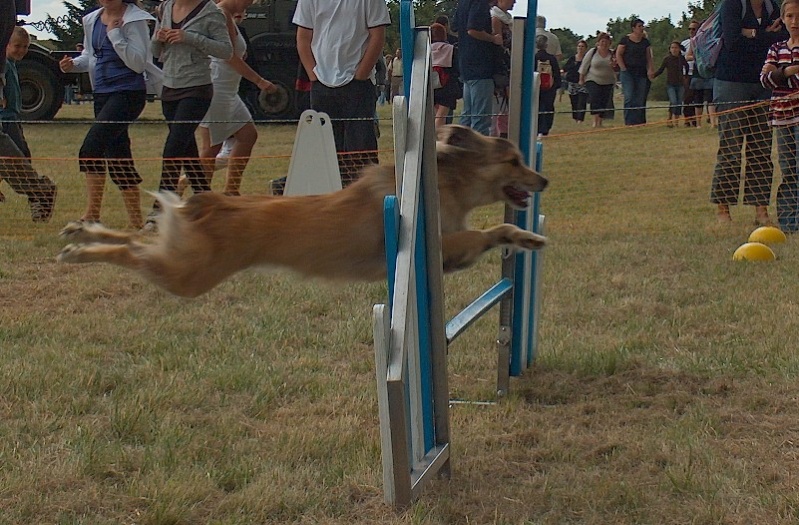 Concours Avril: Pyrénées Sauteur (jumping pyrshep) Artale10