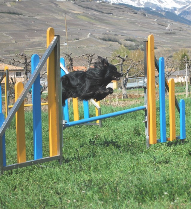 Concours Avril: Pyrénées Sauteur (jumping pyrshep) Dsc_0110