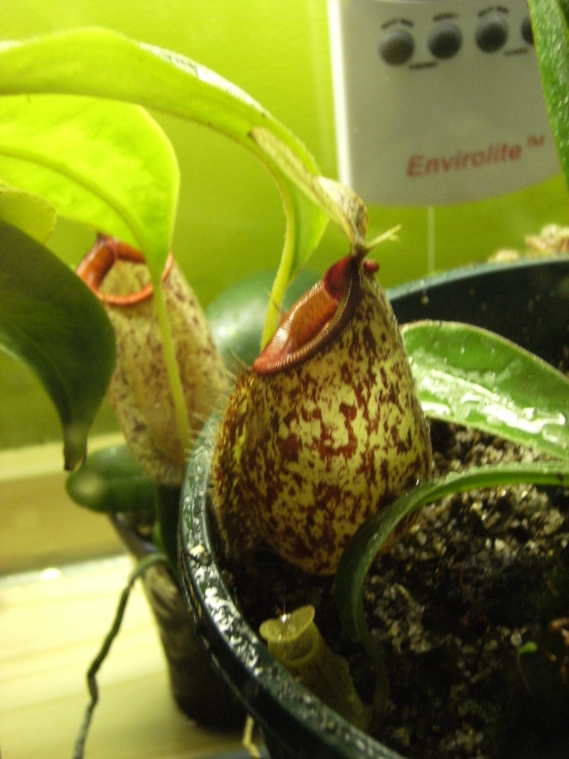 Nepenthes x hookeriana Dscf0420