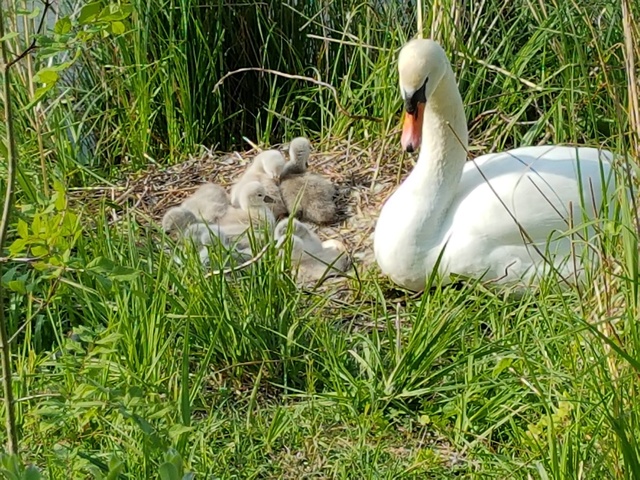 mai 2018 Cygne211