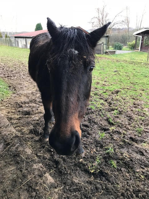 DAMONA - PS née en 2000 - adoptée en janvier 2015 par Robert Damona14