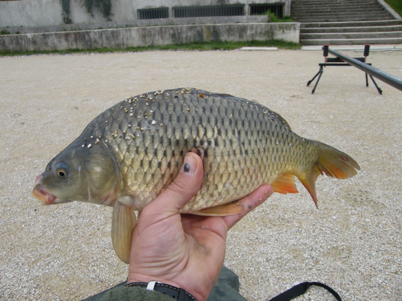 poissons d avril Dscf1627