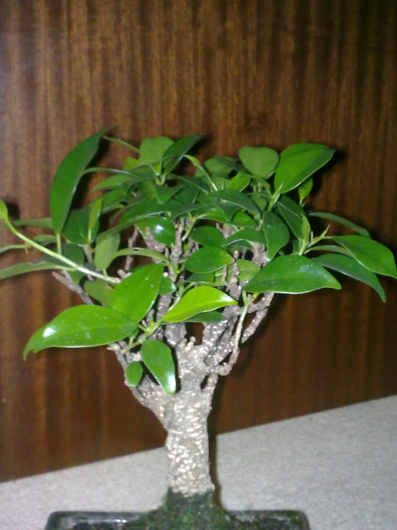 Identify bonsai, and assistance please...??!! Beginn10