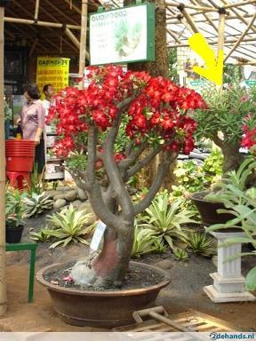 Question about desert rose.. Bonsai10