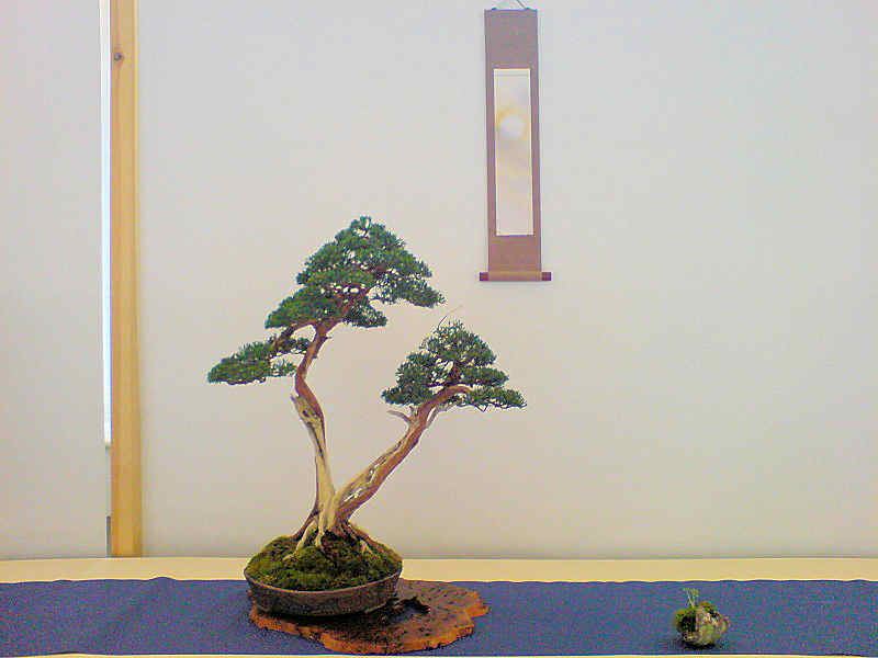 Best Of British 'The Trees' Lee10